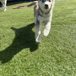 Siberian Husky Puppies from Young Orchard Siberians