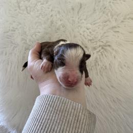 Rosie - Red tri-color female Australian Shepherd puppy in Cushing, Oklahoma from Midwest Aussies