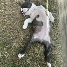 Boston Terrier Puppies from Blue Chick's Farm