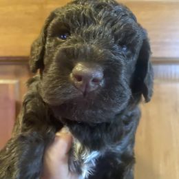 Apple Jacks - Brown Lagotto Romagnolo puppy in Micanopy, Florida from Fortuna Farms