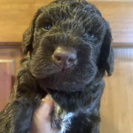 Apple Jacks - Brown Lagotto Romagnolo puppy in Micanopy, Florida from Fortuna Farms
