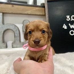 Jessie - Red female Dachshund puppy in Goodyear, Arizona from AZ Low Life Doxies
