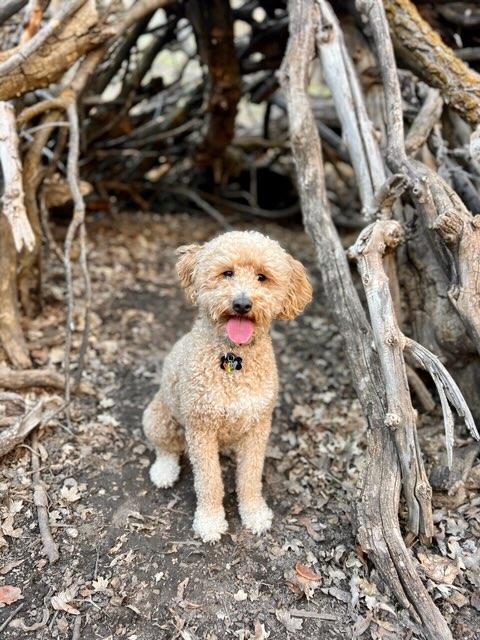Koda