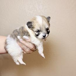 Saint - Cream sable parti male Pomeranian puppy in Phoenix, Arizona from Luxpomz