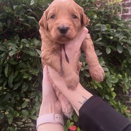 Velma - Red  female Goldendoodle puppy in Calera, Alabama from Red Mountain Minis