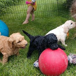 Poodle Puppies from APAW Poodles