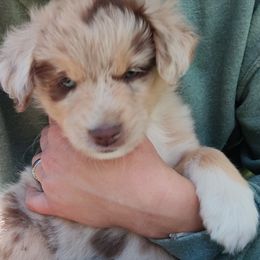 Toy Australian Shepherd Puppies from SLASH SEVEN Toy Aussies