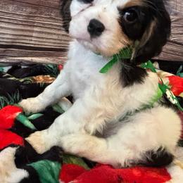 Cavalier King Charles Spaniel Puppies from Krawczyk's House of Cavaliers
