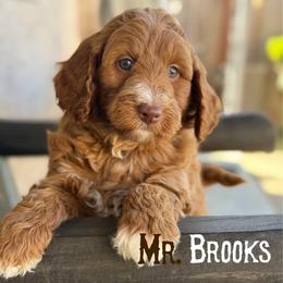 Brooks - Red  male Goldendoodle puppy in Sacramento, California from Dandy Doodles Goldendoodles