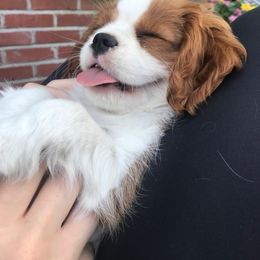 Cavalier King Charles Spaniel Puppies from Abbey Road Cavaliers