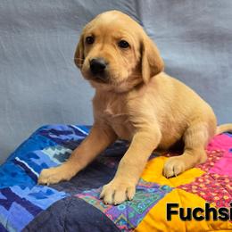 Girl 4 - Yellow female Labrador Retriever puppy in Potosi, Wisconsin from Point and Flush Gun Dogs