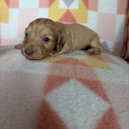 Bailey - Cream female Dachshund puppy in Temple, Texas from Brit’s Doxie Crossing