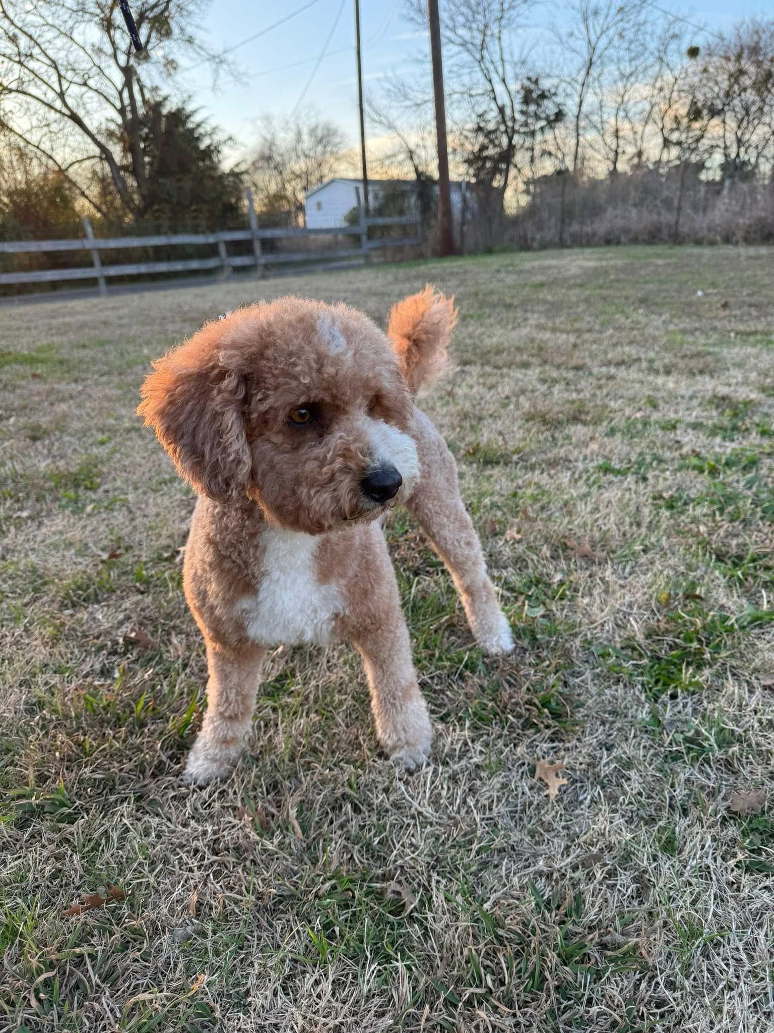 Teddy