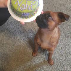 Brussels Griffons from Makimaki