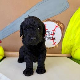 Kung Fu Panda - Black male Labradoodle puppy in Adams, Nebraska from Boxcar Doodles and Poodles