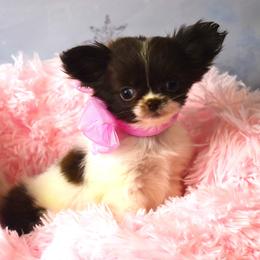 Talia - Chocolate and white female Chihuahua puppy in Gloucester, Virginia from Charlotte's Web of Chihuahuas