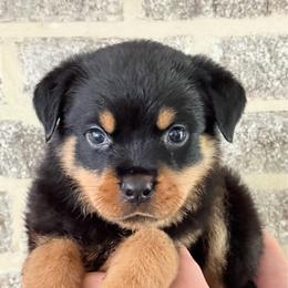 Samson - Black and mahogany male Rottweiler puppy in Gloster, Mississippi from Mississippi Rottweilers
