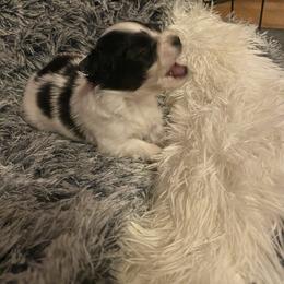 Puppy puppy 3 - White black and tan male Papillon puppy in Derry, New Hampshire from A Circle Of Love Papillons