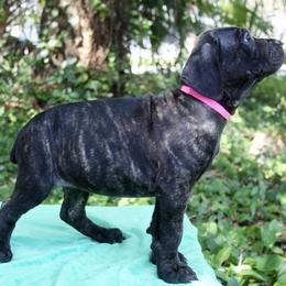 Cane Corso Puppies from Harlow Cane Corso