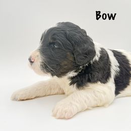 Bow - Parti female Goldendoodle puppy in Milford, Pennsylvania from Doodles Are Golden