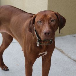 Amarula - Rhodesian Ridgeback