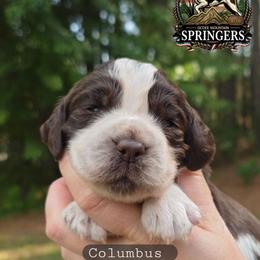 Columbus - Liver white and roan male English Springer Spaniel puppy in Ocoee, Tennessee from Ocoee Mountain Springers