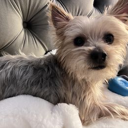 Rocky - Yorkshire Terrier