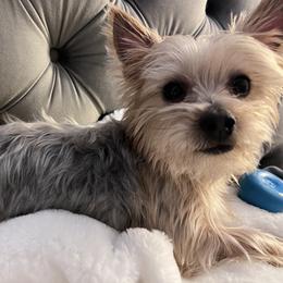 Rocky - Yorkshire Terrier