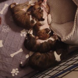 Basenji Puppies from Royal Basenji