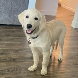 Golden Retriever Puppies from Roberts Golden Retrievers