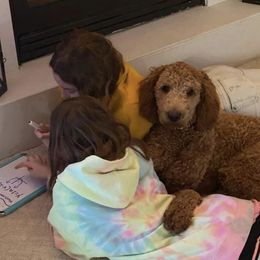 Callie - Goldendoodle