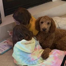Callie - Goldendoodle
