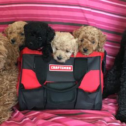 Poodles from Wilcox Breeding Service