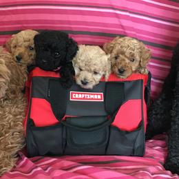 Poodles from Wilcox Breeding Service