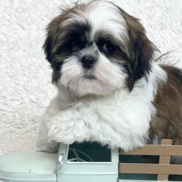 AKC Josh - Tricolor male Shih Tzu puppy in Greenville, South Carolina from Babyface Shih Tzu