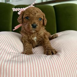 Clover - Apricot female Cavapoo puppy in Spanish Fork, Utah from Poseydoodle
