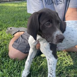 Girl 2 - Liver and white German Shorthaired Pointer puppy in Ellsworth, Minnesota from Zitzloff’s Pointers