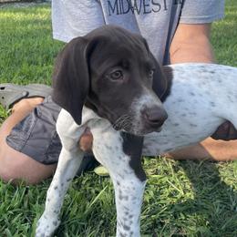 Girl 2 - Liver and white German Shorthaired Pointer puppy in Ellsworth, Minnesota from Zitzloff’s Pointers