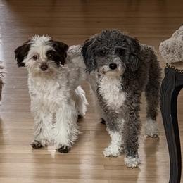 Cockapoo puppies from Little Luvs Mini Cockapoos