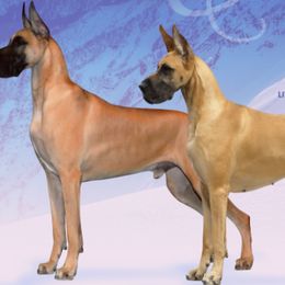 Great Danes from DSD Danes