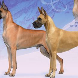 Great Danes from DSD Danes