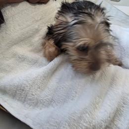 Girl 2 - Black and tan female Yorkshire Terrier puppy in Virginia Beach, Virginia from Andre's Yorkshire Terriers