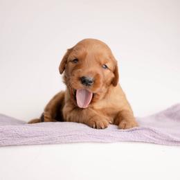 Taffy - Dark golden female Golden Retriever puppy in Buhl, Idaho from Atkinson's Goldens