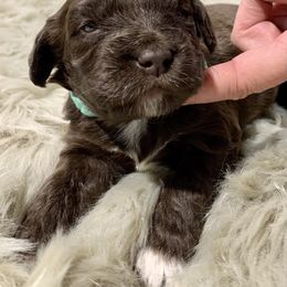 Aussiedoodle Puppies from Lisa Edge - EdgeCo's Hilltop Aussiedoodles