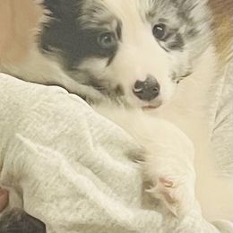 Shetland Sheepdog Puppies from Southern Charm Sheltie Farm