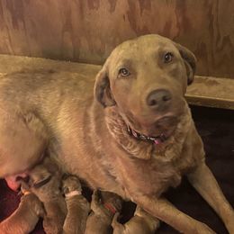 Remington - Chesapeake Bay Retriever
