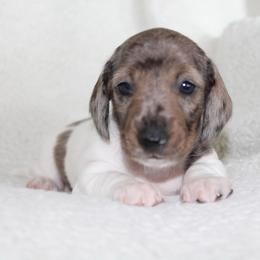 Aubri - Dapple female Dachshund puppy in Fairfax, Iowa from Grayson’s Lovable Dachshunds
