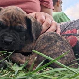 Boxer Puppies from Balltown Boxers