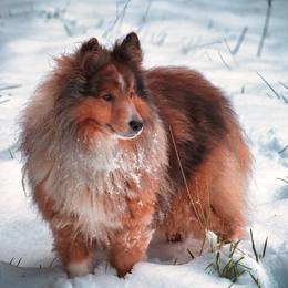 Shetland Sheepdog puppies from RimRanch Shelties