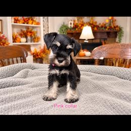 Pink Collar - Black and silver female Miniature Schnauzer puppy in Monticello, Mississippi from Phoenix Ranch